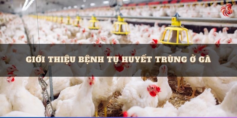 Giới thiệu bệnh tụ huyết trùng ở gà 