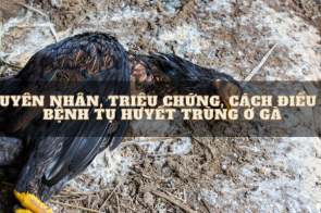 Nguyên nhân, triệu chứng, cách điều trị bệnh tụ huyết trùng ở gà