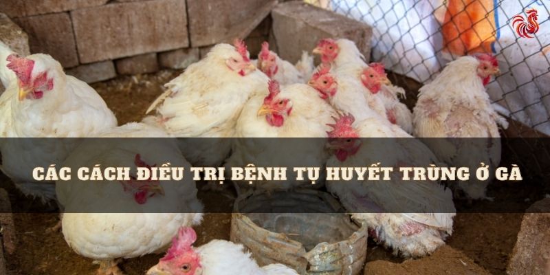 Các triệu chứng của bệnh tụ huyết trùng ở gà