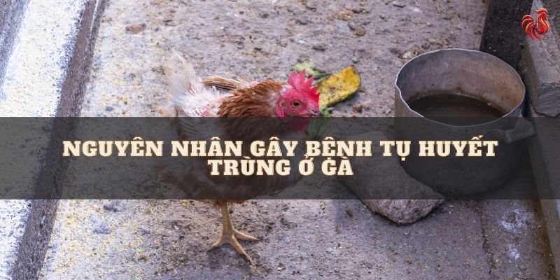 Nguyên nhân gây bệnh tụ huyết trùng ở gà