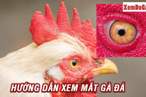 Cách xem mắt gà đơn giản – Nhận biết gà đá cựa