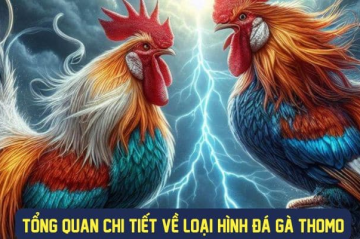 Đá gà thomo là gì? Luật chơi đá gà thomo chi tiết